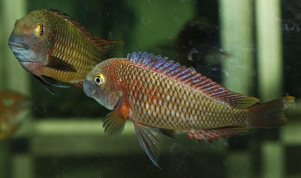Tropheus moorii 'Molwe'